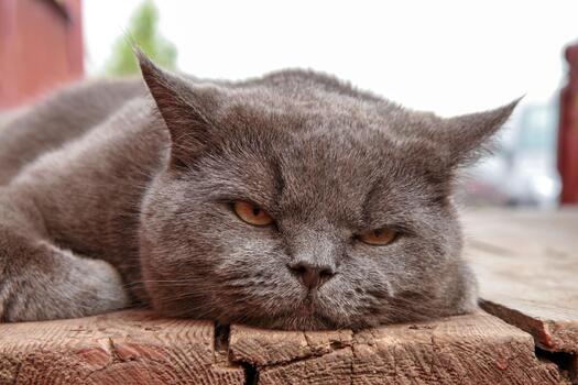 A close-up of a gray British Shorthair cat lying on a wooden surface with a tired and grumpy expression. The fluffy, amber-eyed cat appears relaxed and calm. photo