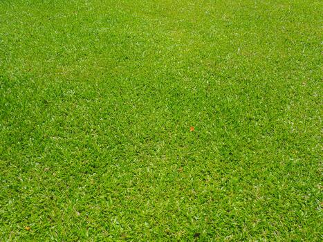 Grass field close-up for environmental and garden backdrop photo