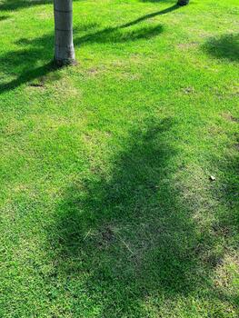 Close-up of grassy lawn with subtle tree shadows for clean background photo