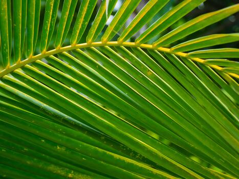 Detailed green coconut leaf pattern for natural environment backdrop photo