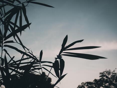 Soft tree shadows falling under sunset sky photo