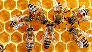 un de cerca macro ver de varios borroso miel abejas con a rayas cuerpos y transparente alas agrupados juntos en un dorado panal video