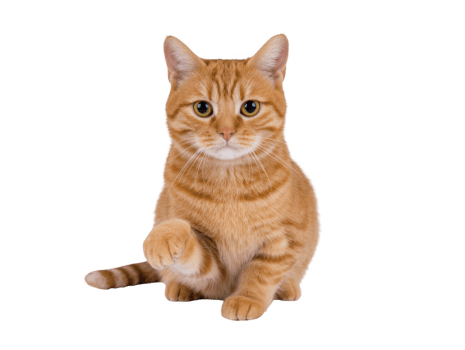 Orange tabby cat sitting with one paw raised, looking directly at camera, isolated on transparency background, displaying curious and friendly expression png