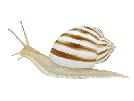 randig snigel med brun och vit skal krypande på genomskinlighet bakgrund, som visar detaljerad textur och naturlig mönster, frammanande lugna och fredlig humör png