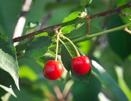 Red ripe cherries on a tree branch. photo