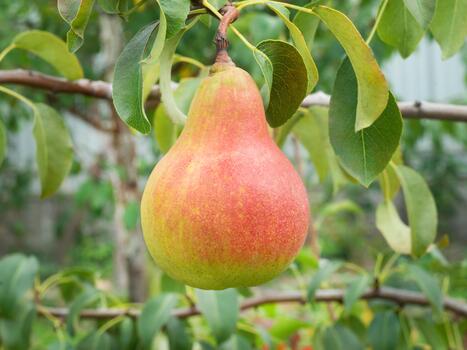 one ripe pear on a tree branch photo