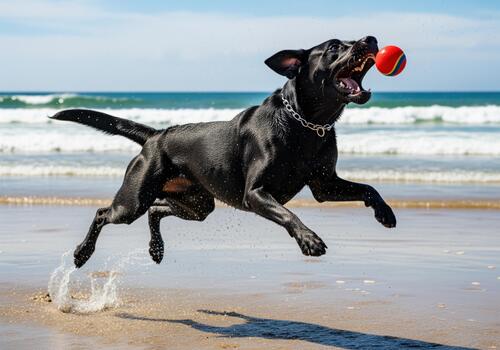 Action shot of a black labrador dog leaping high to catch a red ball on the beach photo