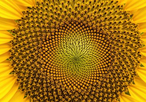 Macro close up showing the intricate fibonacci spiral pattern of a sunflower head photo