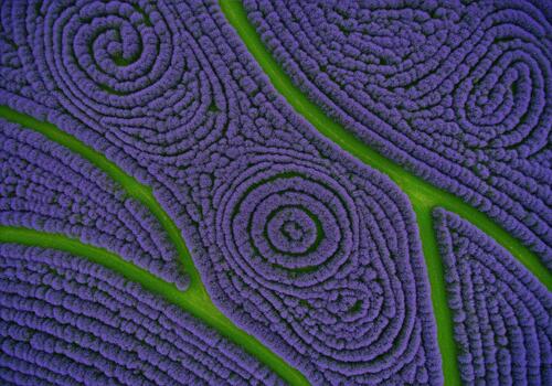 Swirling abstract patterns in a vast purple lavender field with bright green paths photo
