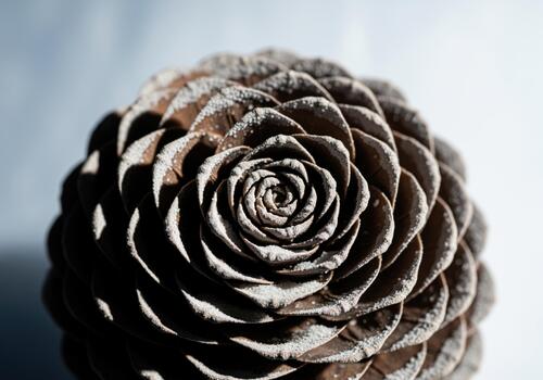 Macro view of a textured brown pinecone revealing a perfect natural spiral pattern. photo