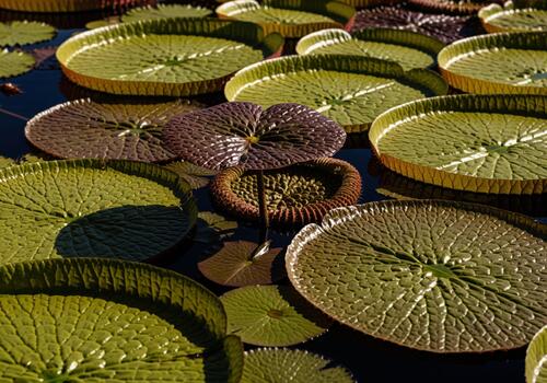 Giant water lily pads floating on dark pond water showing detailed texture and structure. photo