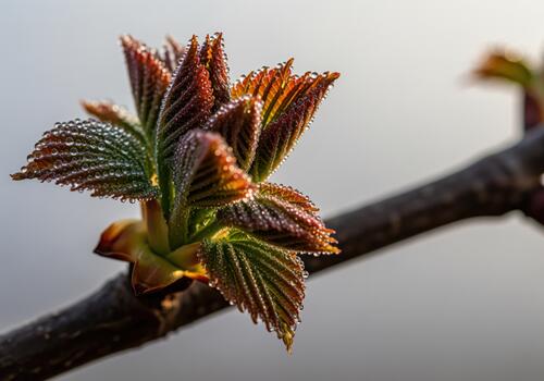 Macro photograph of new spring leaves covered in dew drops on a dark tree branch photo