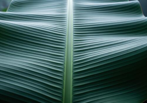 Detailed close up texture of a tropical banana leaf with prominent parallel veins. photo
