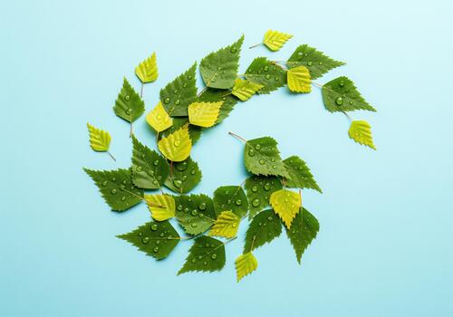 Fresh green birch leaves arranged in a decorative spiral pattern with dew drops on blue. photo