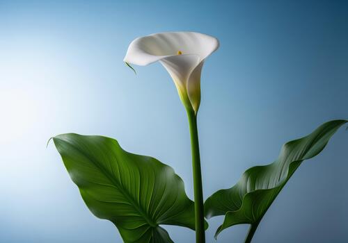 Pristine white calla lily bloom standing tall with lush green foliage on blue photo