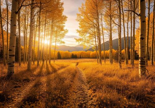 Majestic golden aspen trees line a winding forest path during a vibrant autumn sunset photo