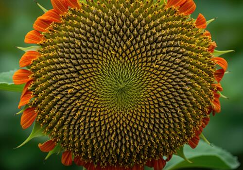 cerca arriba ver de un maduro girasol disco revelador el intrincado fibonacci espiral modelo. foto