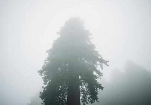 Low angle view of a massive redwood tree shrouded in dense fog and mist photo