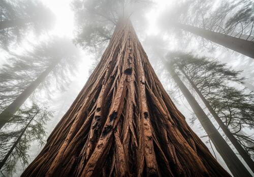 Low angle view of a massive redwood tree trunk towering into the dense fog and mist. photo