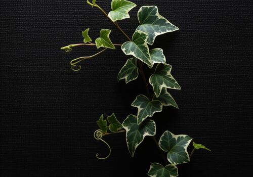 detallado macro ver de jaspeado hiedra vino con curling zarcillos en negro superficie foto