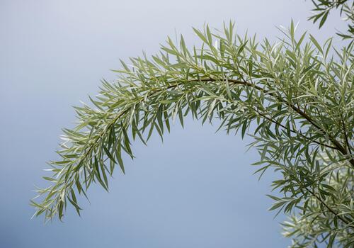 Slender silver green leaves on a curving tree branch against a bright blue sky. photo