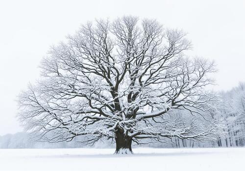 Massive solitary bare tree covered in fresh white snow standing in a cold winter field photo