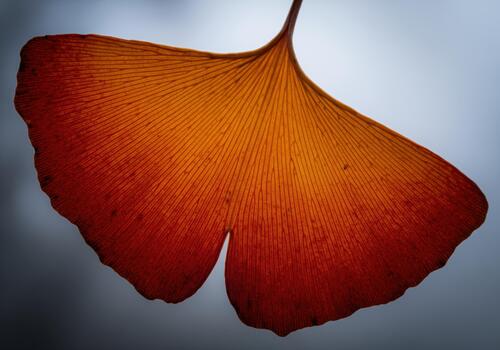 Translucent autumn ginkgo leaf backlit in vibrant orange and red colors showing veins photo