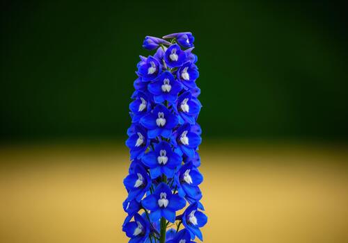 Deep royal blue delphinium flower spike isolated on a contrasting studio background. photo