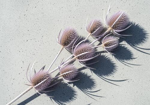 seco lavanda cardo cabezas fundición agudo oscuridad en un texturizado gris superficie. foto