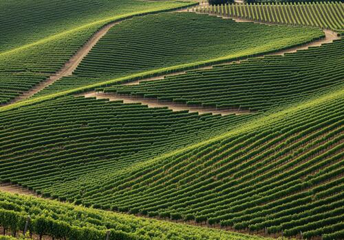 Endless rows of lush green grapevines covering undulating hills in a vast vineyard landscape. photo