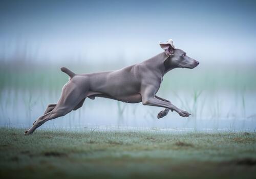 Weimaraner dog running at high speed in full stride over misty marshland. photo
