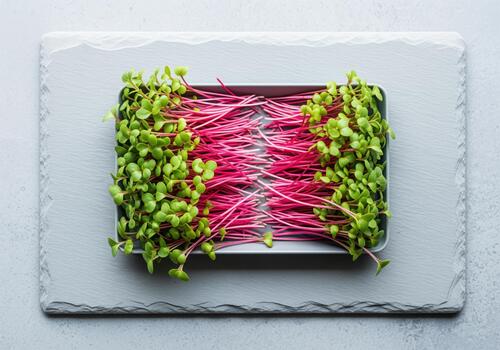 Vibrant ruby red radish microgreens with green leaves on a gray slate board photo