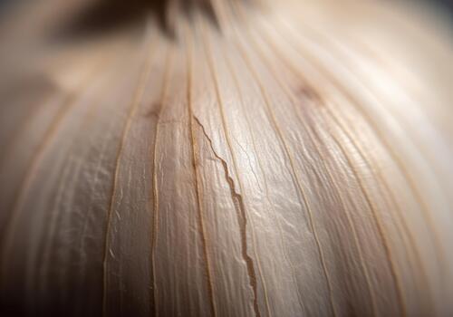 Extreme macro of garlic bulb showing papery texture and intricate layers photo