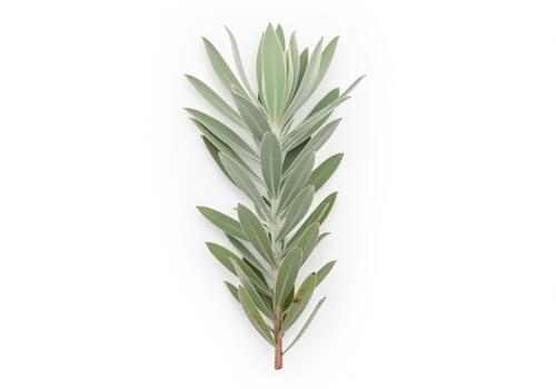 Silver tree branch of leucadendron argenteum from overhead angle photo