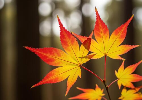 Detailed view of bright autumn maple leaves backlit by sun showing vivid red and yellow gradient photo