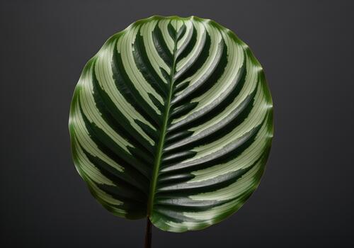 Pristine calathea orbifolia leaf featuring bold symmetrical striped pattern on dark gray photo
