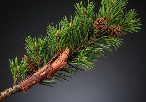 Close up of a fresh pine branch featuring green needles, cones, and peeling bark. photo