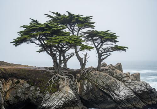 Wind swept cypress trees with exposed roots clinging to a rugged coastal cliff by the ocean. photo