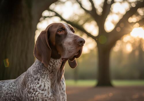 Dignified portrait of a brown and white pointer dog captured during a warm golden hour photo