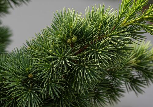 Detailed view of vibrant green cedar needles and buds on an evergreen tree branch. photo