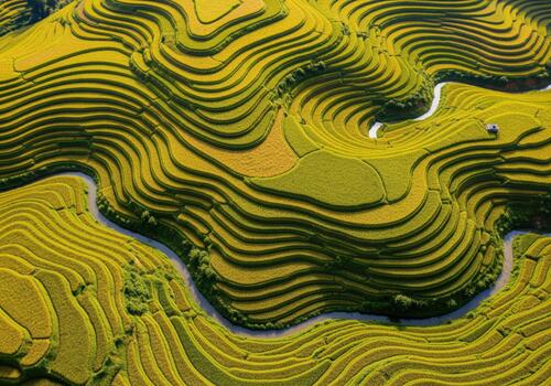 High definition aerial shot capturing intricate geometric patterns of terraced rice fields photo