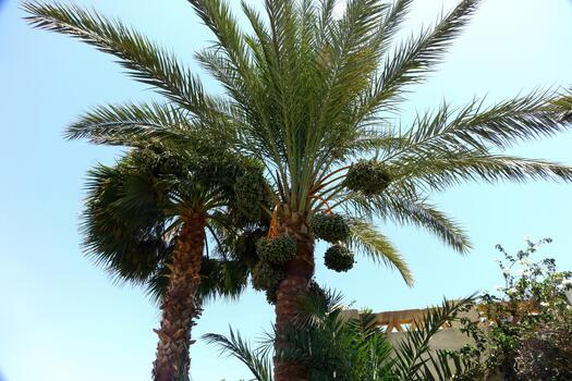 Date Palm Tree Displaying Vibrant Leaves and Fruit Clusters Under Clear Blue Sky in Tropical Setting photo