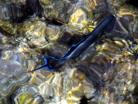 Colorful Tropical Fish Swimming in Wavy Shallow Waters Creating a Surreal Underwater View photo