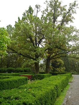 Green bushes cut into a square shape around a tree in a park with alleys and a bench photo