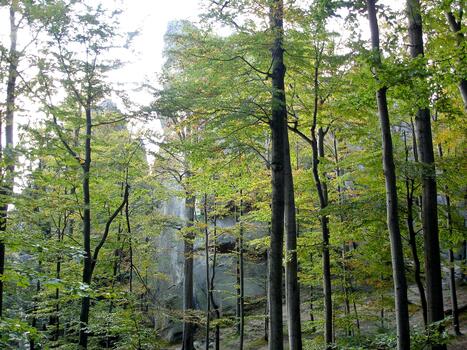Maple forest and vertical rocks. Gray tree bark green foliage. Carpathian mountains, Dovbush rocks photo