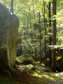 Rock with green moss and a row of maple trees with gray bark. Carpathian mountains, Dovbush rocks photo