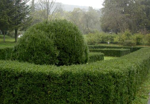 Spherical bushes in a square with a square hedge. Greenery and trees in the rain photo