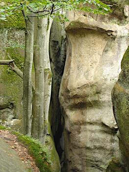 Trunks of maple trees on background of rocks with greenery. Mountains Carpathians, Rocks of Dovbush photo