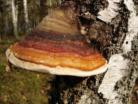 Fomitopsis Pinicola Fungus Growing On Birch Tree In Forest photo