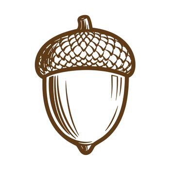 Hand drawn brown sketch of an acorn with detailed cap and simple style vector